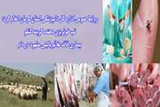 تب خونریزی دهنده کریمه کنگو/ بیماری فاقد علائم بالینی مشهود در دام